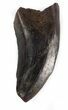 Serrated, Tyrannosaur (Nanotyrannus) Tooth - Montana #37187-1